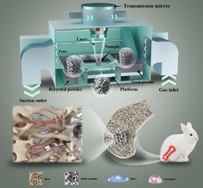 清華、北大、北醫(yī)三院聯(lián)合：高溫氧化處理3D打印鎂合金骨植入物結(jié)構(gòu)優(yōu)化及體內(nèi)外生物降解行為
